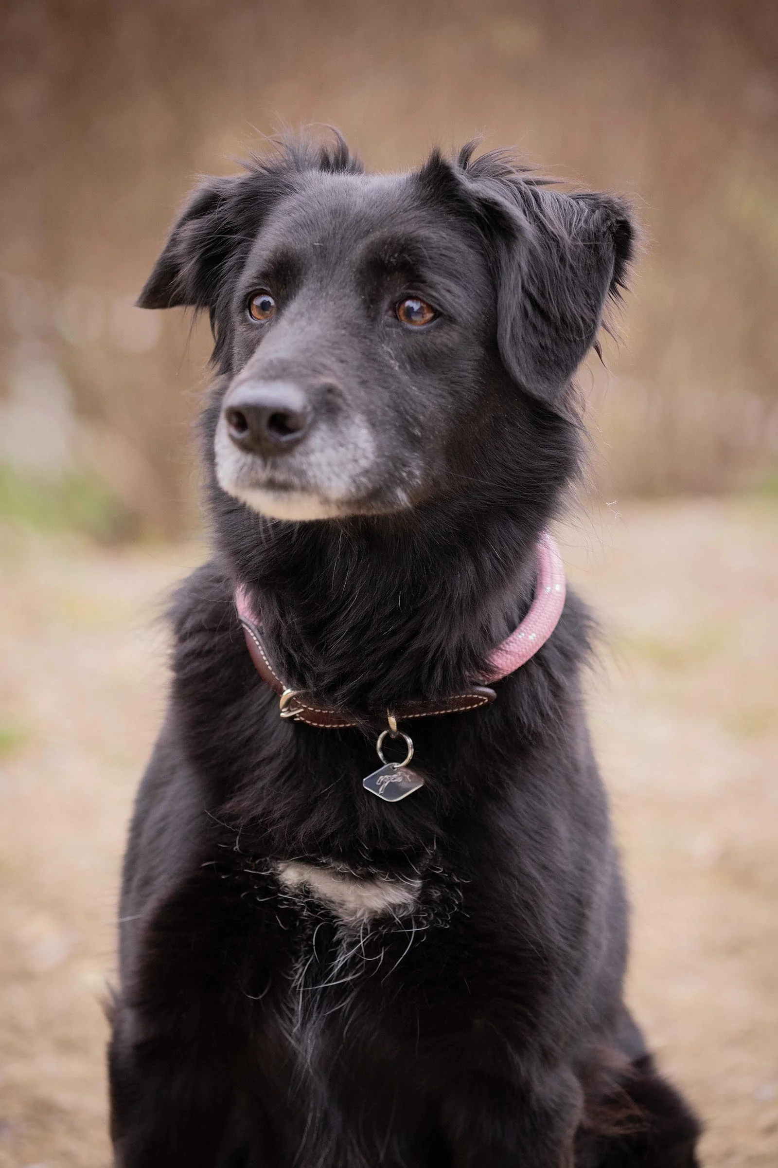 Billie hundehalsbånd Pink 30