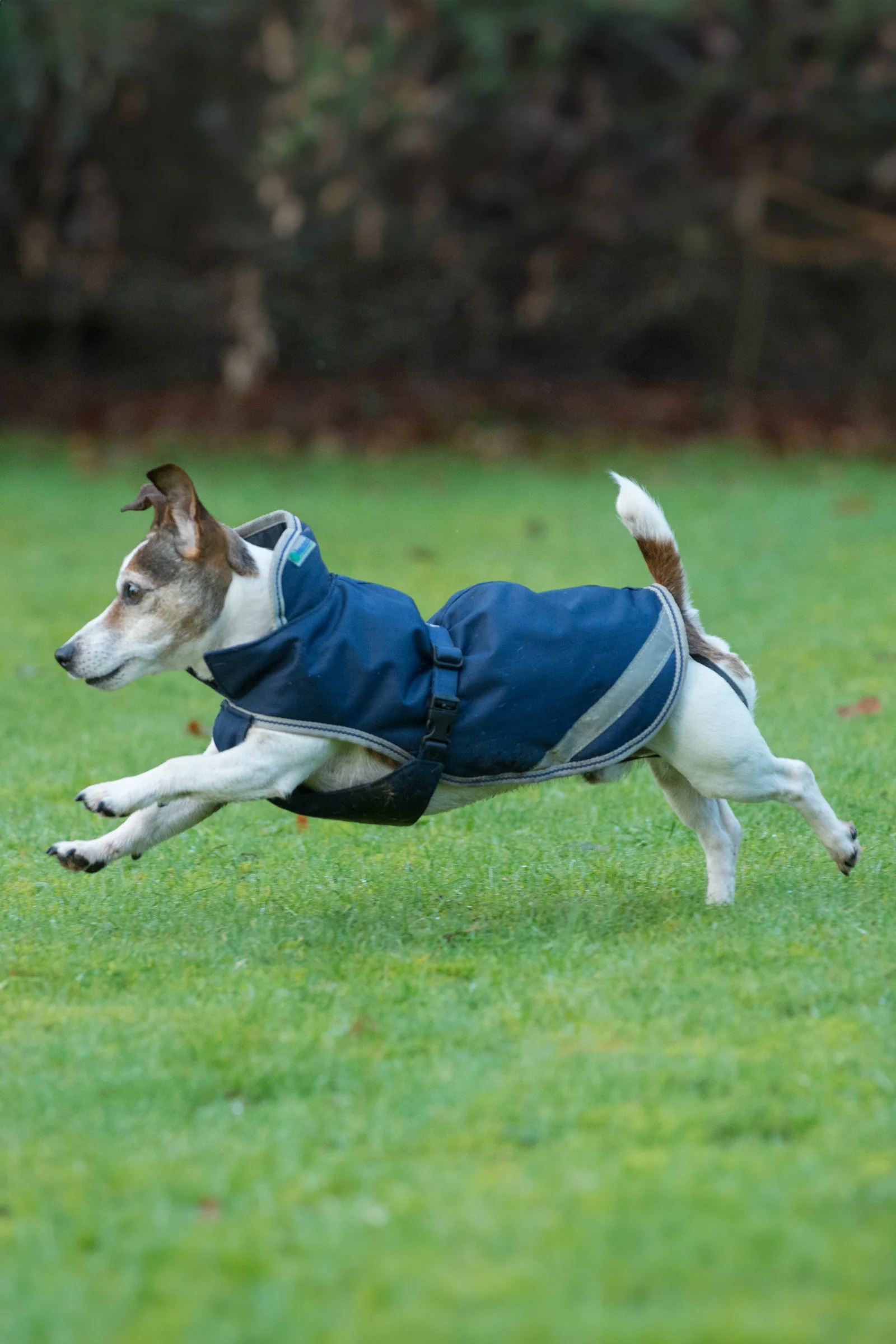 Freedom hundedekken, 50 g (30â45 cm) Navy/Silver 45