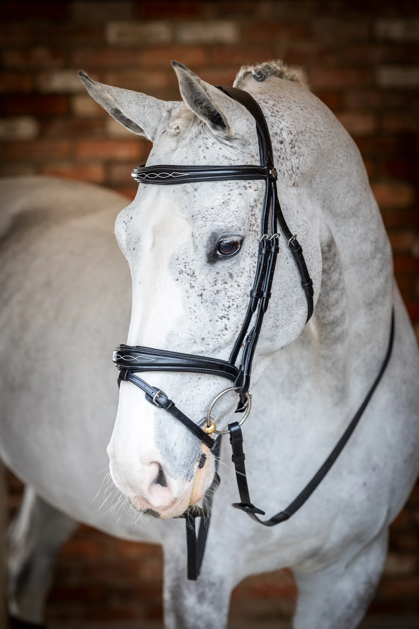Competition Flash hodelag Black P