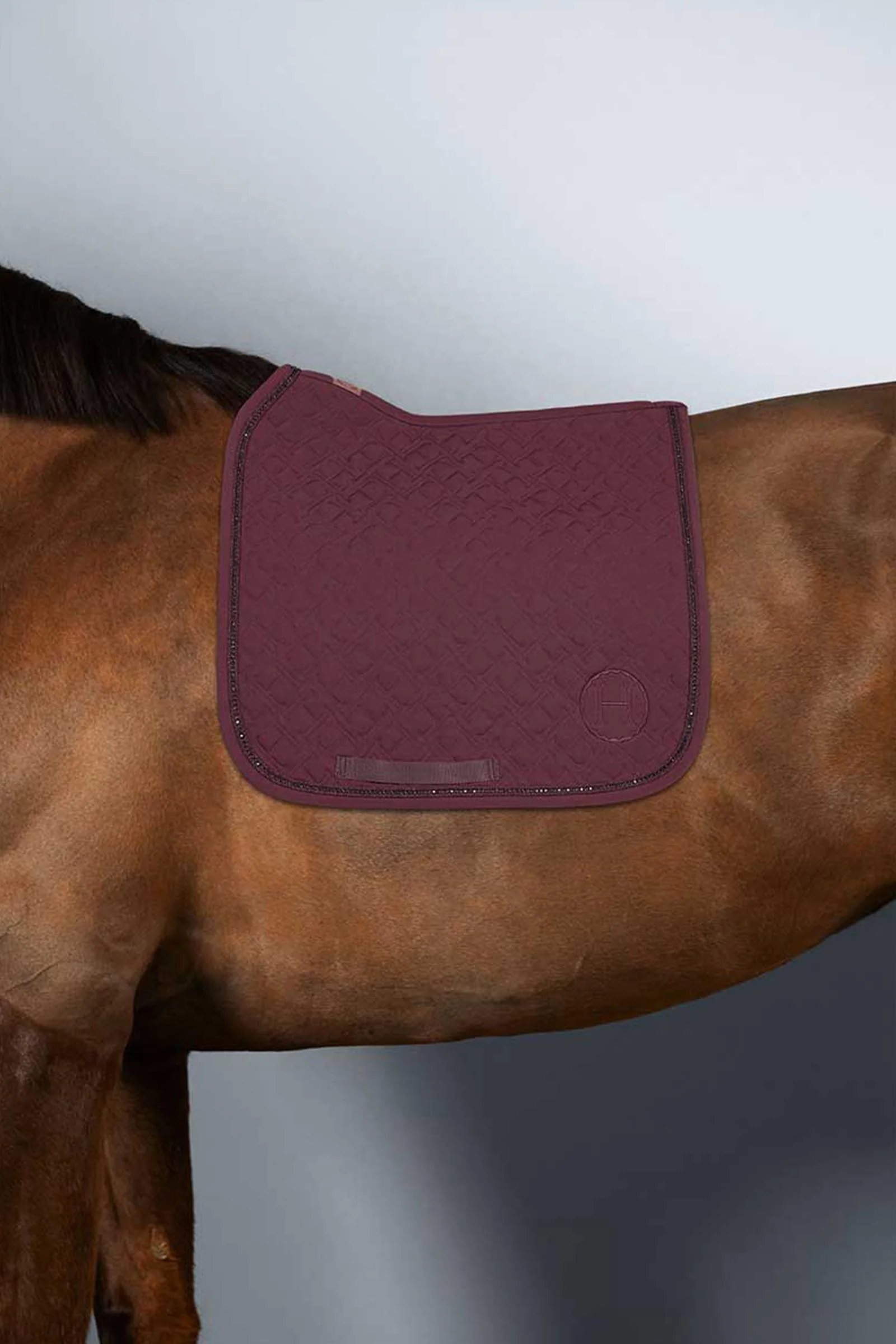 Saphir dressursjabrak Aubergine (Eggplant) F