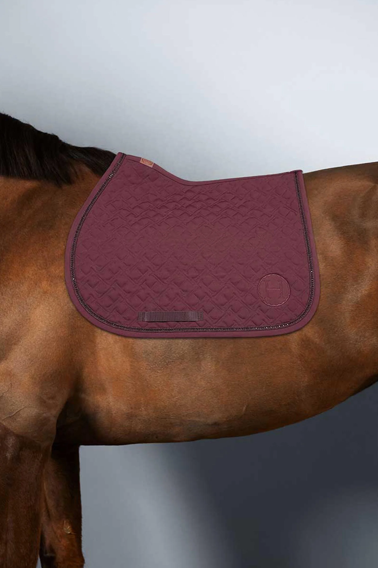 Saphir sprangsjabrak Aubergine (Eggplant) F