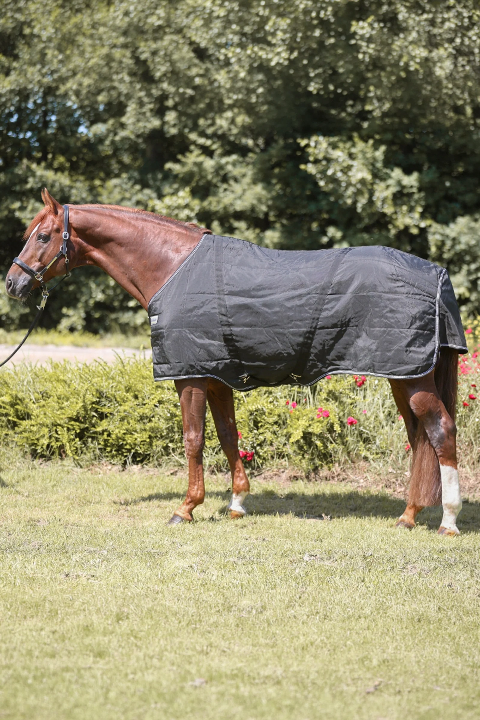 Stallion dekken, 200 g Black 145