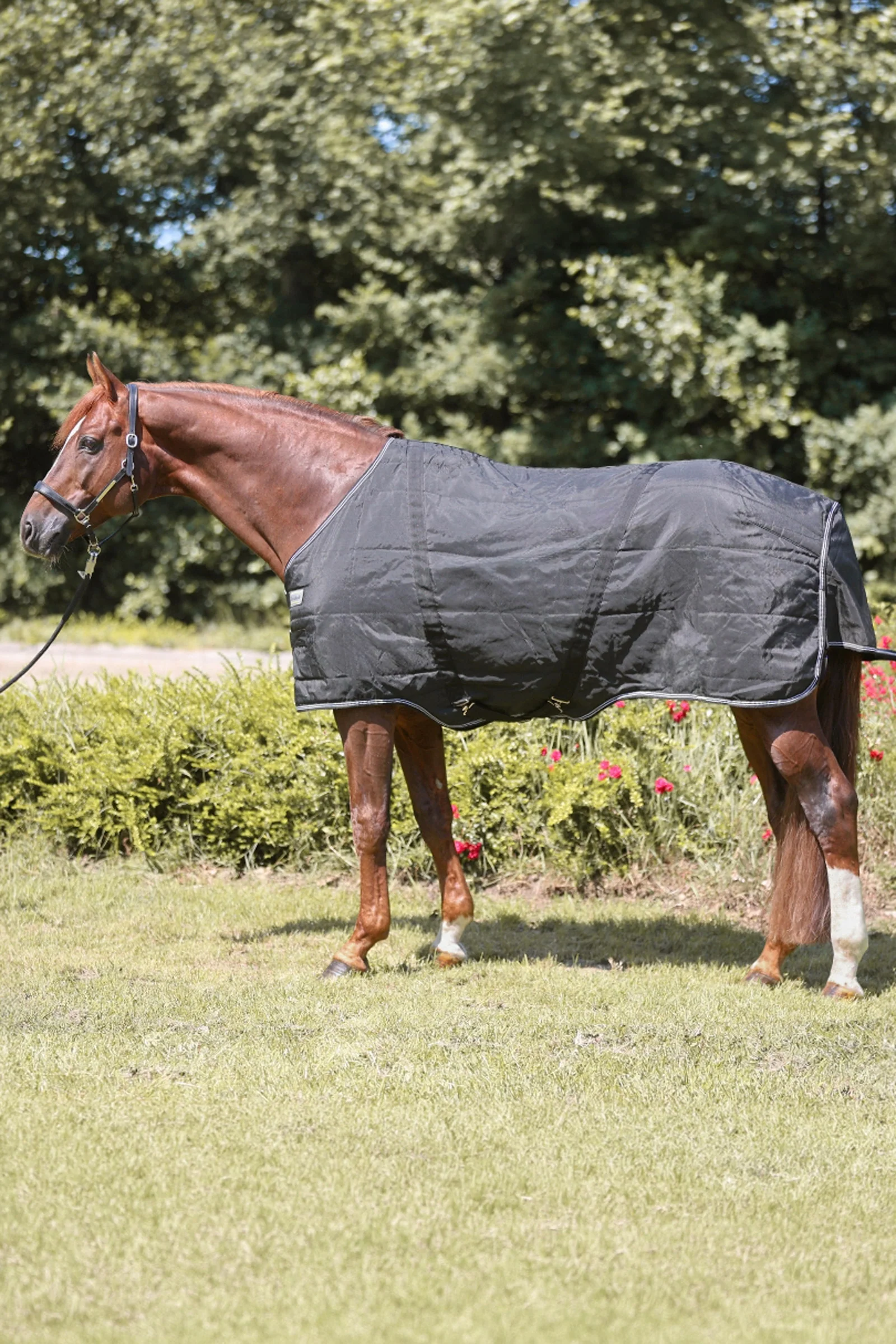 Stallion dekken, 400 g Black 155